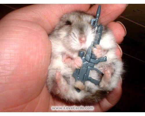 Funny_Animals_With_Guns_3