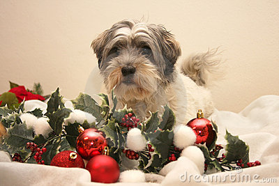christmas-dog-thumb17105292