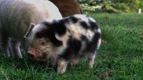 cutest-animal-gifs-baby-pig