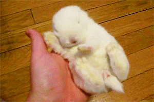 cutest-animal-gifs-bunny-nap