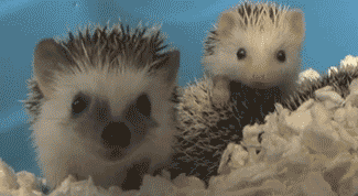 cutest-animal-gifs-hedgehogs