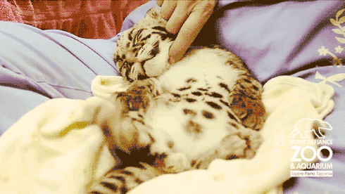 cutest-animal-gifs-cheetah-cub-scratch