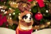 animal-aww-christmas-cute-deer-Favim.com-329742