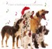 Barking Good Christmas - 62865 - amd