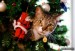 cats_tree_025