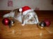 cute-Christmas-animals13