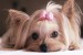 dog-pink-ribbon-yorkshire-Favim.com-244717
