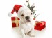 french-bulldog-with-christmas-gifts