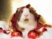 Funny-Christmas-animals05