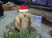 Christmas_Animal_TWRA