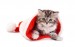 christmas_animals_cats-4