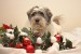 christmas-dog-thumb17105292