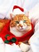 pets-with-cute-dressing-for-christmas-19